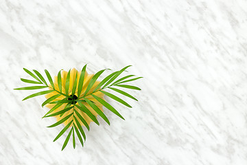 Image showing Palm leaves in a ceramic vase on marble background