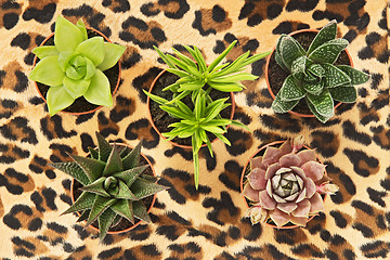 Image showing Potted succulent plants on leopard background