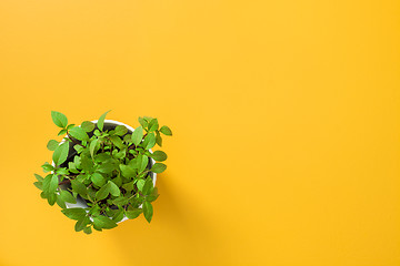 Image showing Basil in a white pot on yellow background
