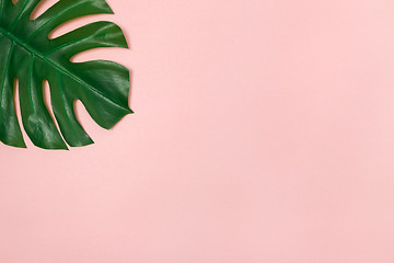 Image showing Monstera palm leaf on pale pink background