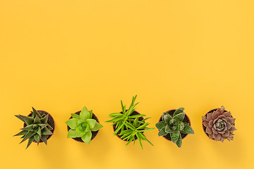 Image showing Row of succulent plants on yellow background