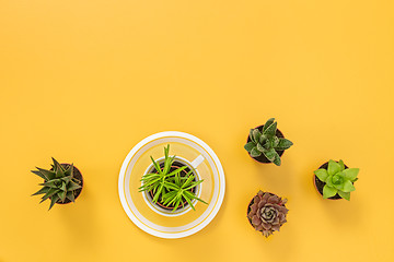 Image showing Succulent plants on joyful yellow background