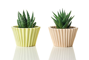 Image showing Aloe succulent plants on white background