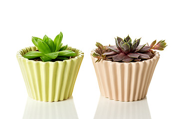 Image showing Succulent plants in ceramic pots on white background