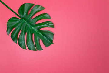 Image showing Monstera palm leaf on vibrant pink background