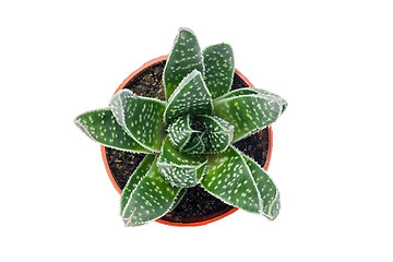Image showing Green dotted succulent plant isolated on white