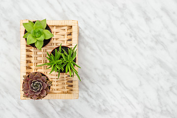 Image showing Three little succulent plants on marble background