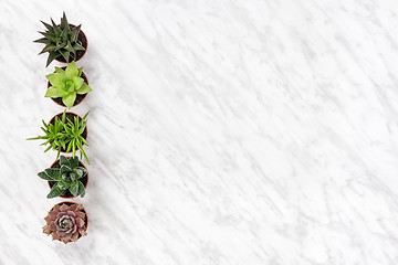 Image showing Row of succulent plants on marble background