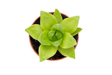 Image showing Green succulent plant isolated on white