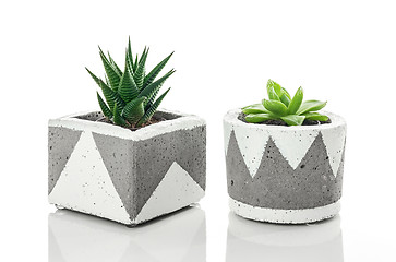 Image showing Succulent plants in handmade concrete planters on white backgrou