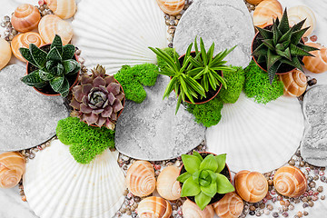 Image showing Beautiful decor with succulent plants, moss and seashells