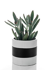 Image showing Panda plant in a black and white ceramic pot