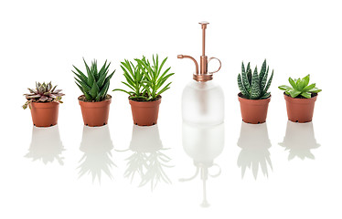 Image showing Succulents and vintage style plant mister with reflections