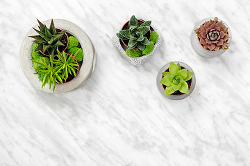 Image showing Succulent plants in concrete pots on marble background