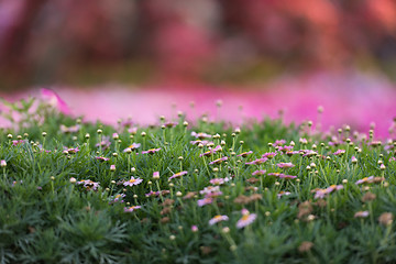 Image showing Dubai miracle garden