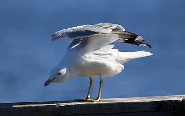 Image showing Gull Stretching