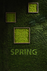 Image showing Dark green moss wall