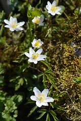 Image showing White Christmas rose