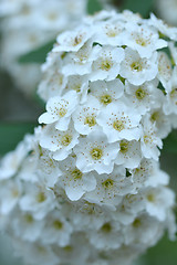 Image showing Reeves Spirea