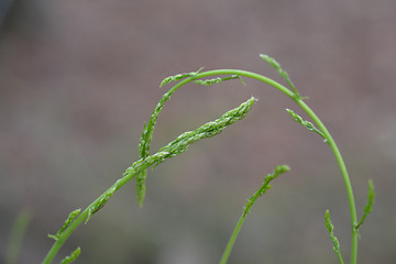 Image showing Wild asparagus