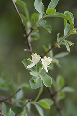 Image showing Small-leaved honeysuckle