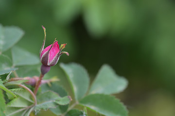 Image showing Alpine rose