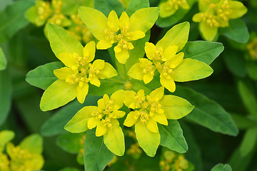 Image showing Cushion spurge