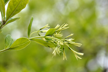 Image showing Fringetree flowers