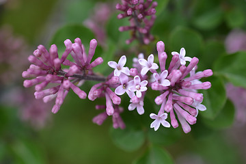 Image showing Korean Lilac