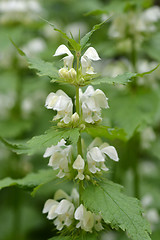 Image showing White nettle