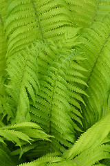 Image showing Ostrich fern