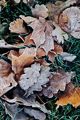 Image showing Beautiful fallen leaves covered with frost