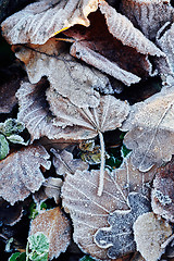 Image showing Beautiful fallen leaves covered with frost