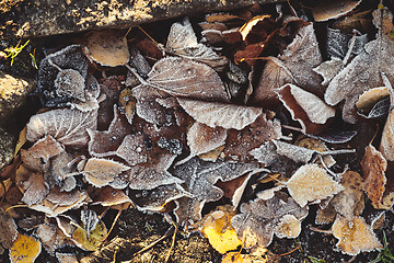 Image showing Beautiful fallen leaves covered with frost