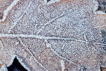 Image showing Beautiful fallen leaves covered with frost