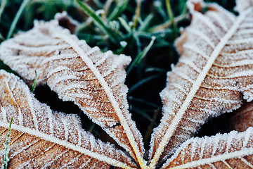 Image showing Fallen chestnut tree leaves covered with frost lie on the frozen grass