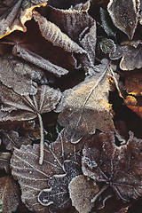 Image showing Beautiful fallen leaves covered with frost