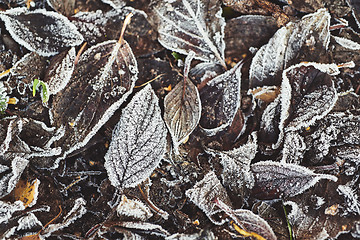 Image showing Beautiful fallen leaves covered with frost