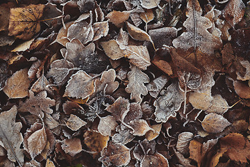 Image showing Beautiful fallen leaves covered with frost