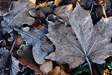 Image showing Beautiful fallen leaves covered with frost