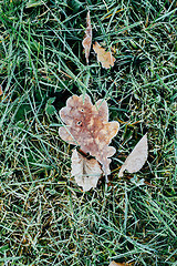 Image showing Beautiful fallen leaves covered with frost