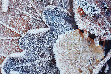 Image showing Beautiful fallen leaves covered with frost