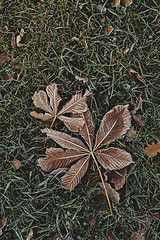 Image showing Fallen chestnut tree leaves covered with frost lie on the frozen grass