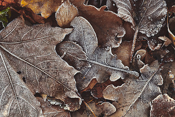 Image showing Beautiful fallen leaves covered with frost