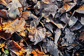 Image showing Beautiful fallen leaves covered with frost