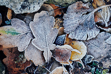 Image showing Beautiful fallen leaves covered with frost