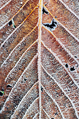 Image showing Fallen leaves covered with frost