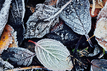 Image showing Beautiful fallen leaves covered with frost