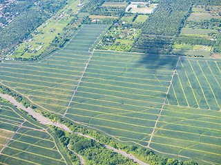 Image showing Pineapple fields in the Philippines