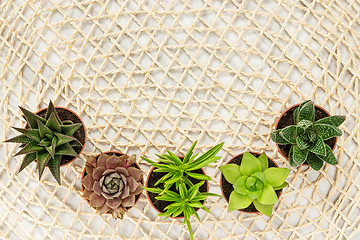 Image showing Little succulent plants on natural mesh background